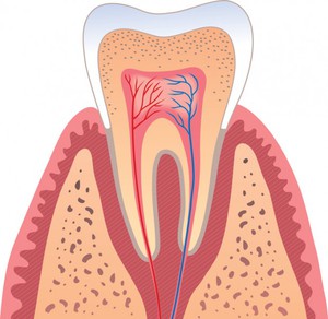 Какие функции выполняет пульпа зуба