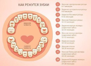 Порядок прорезания зубов