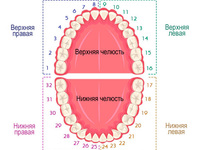 Схема полости рта