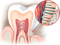 Причины гиперестезия эмали зубов