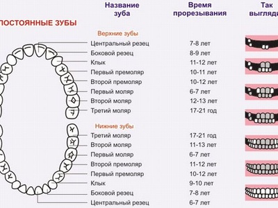 Схема прорезывания молочных зубов у детей по возрасту