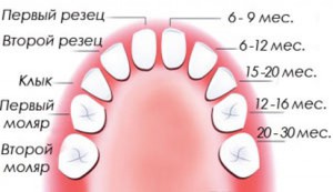 Молочные зубы, порядок прорезывания