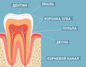 На схеме строения зуба видно, что он состоит из нескольких слоев