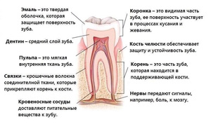 Названия зубов у человека