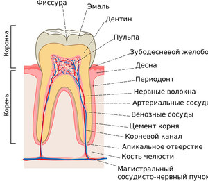 Какие функции выполняют зубы