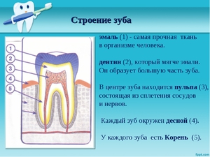 Как расположены зубы 