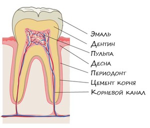 Как устроен зуб