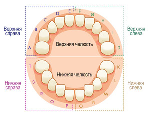 Зубной ряд 