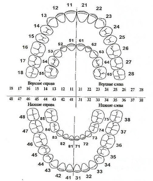 Схема зубных рядов