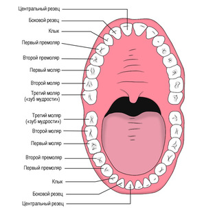 Как расположены зубы у человека