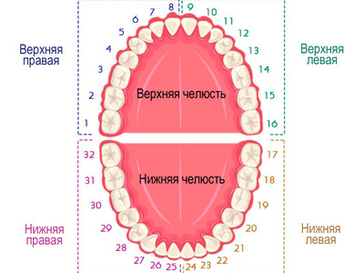 Формула зубов в стоматологии картинки