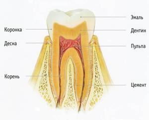 Как устроен зуб