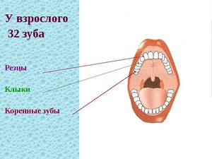 Как устроена полость рта