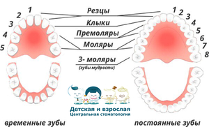 Коренные зубы у взрослого