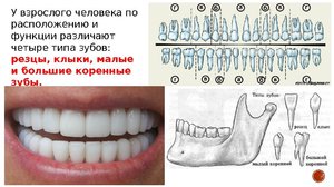 Строение зуба