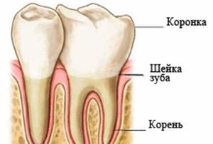 Строение зуба: описание