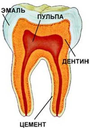 Описание строения зуба
