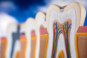 Описание анатомии зуба человека и их строение