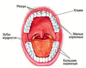 Как называется каждый зуб у человека