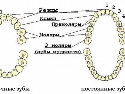 Как Считать Зубы По Номерам Фото